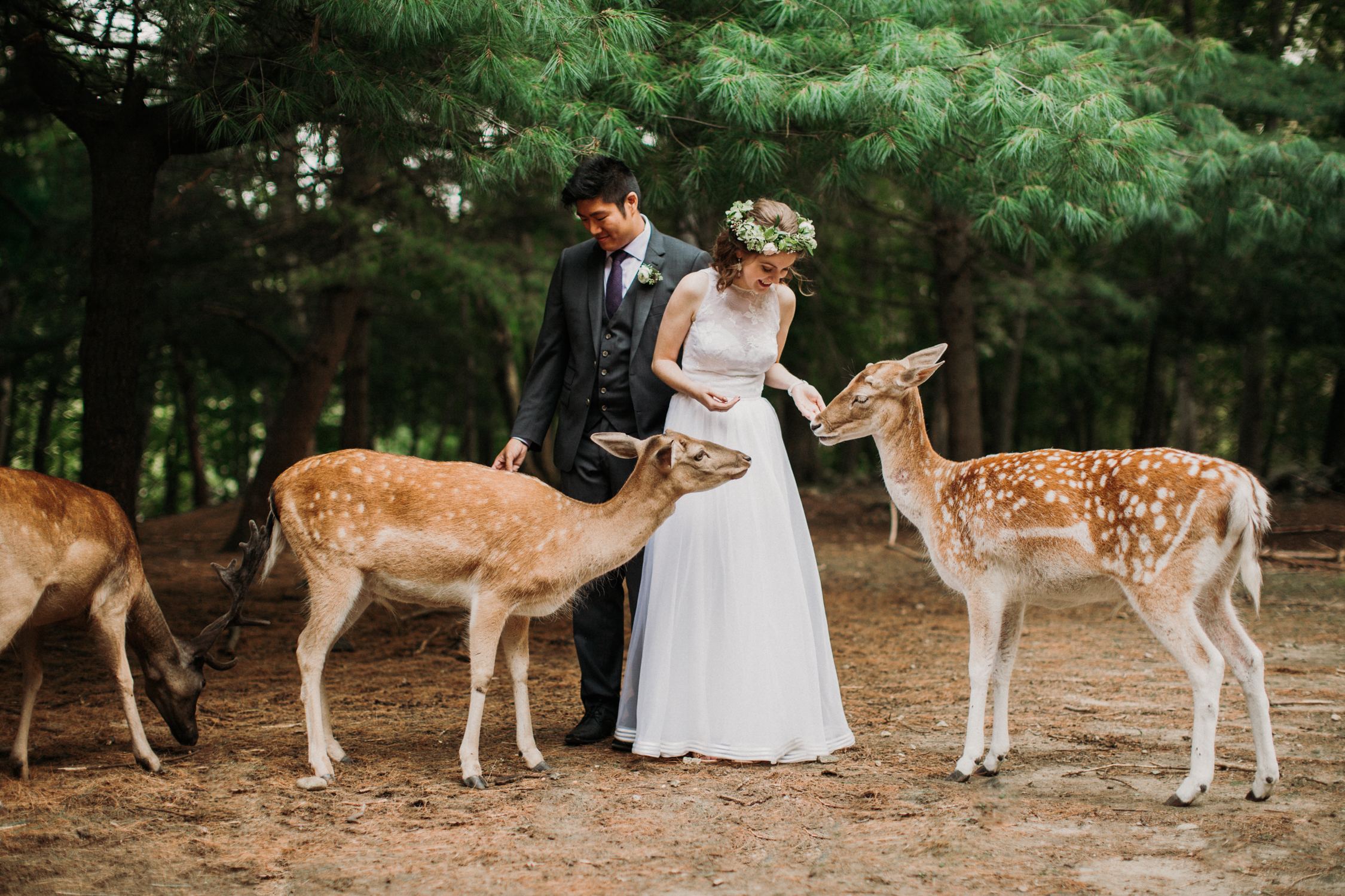 A couple with deer in the forest at their New England Wedding