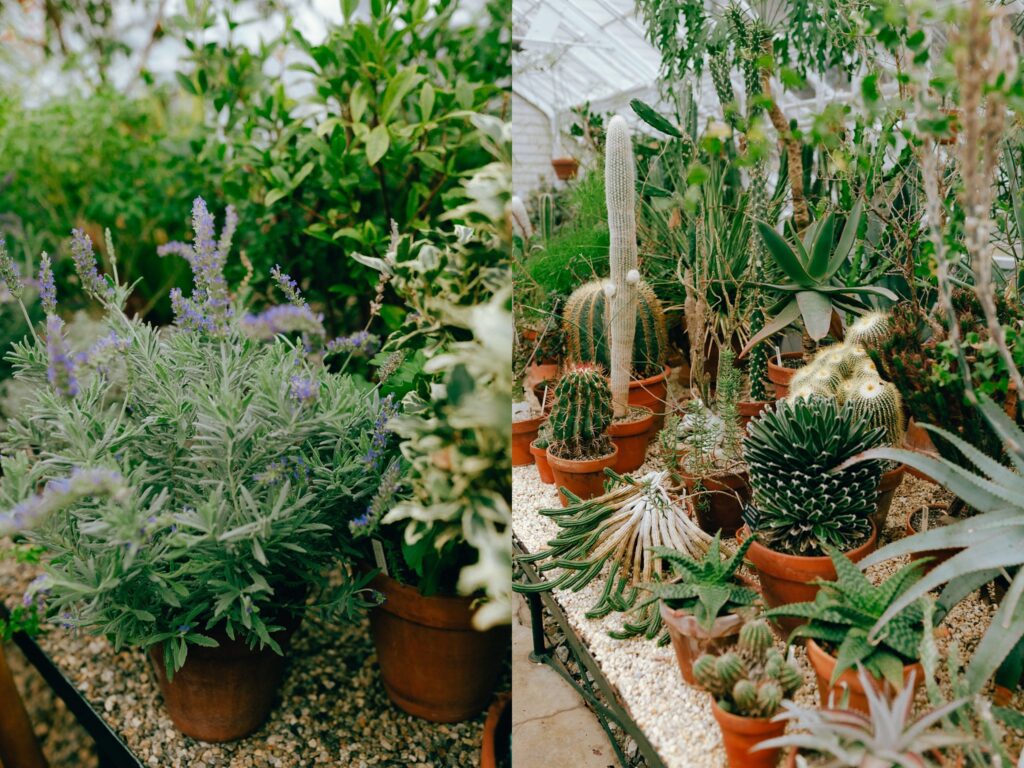 Film photos of purple flowering plant next to an assortment of succulents