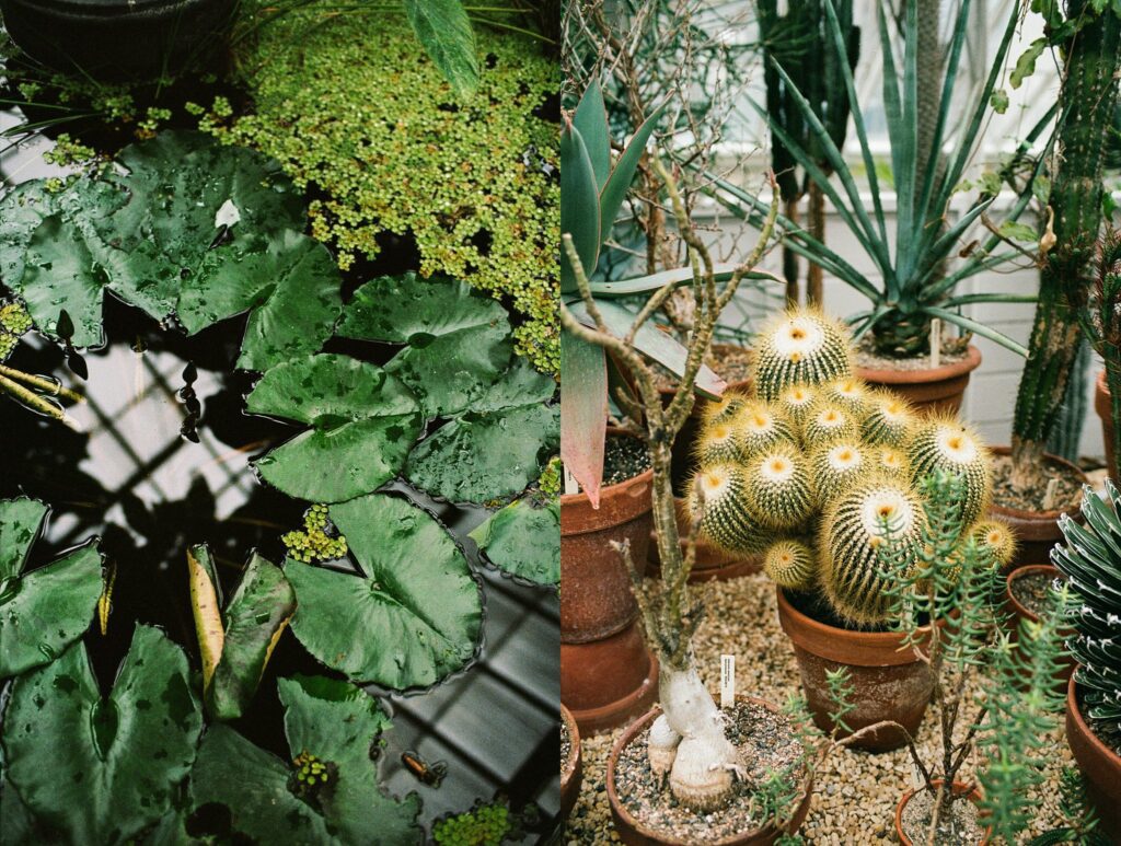 Side-by-side film photographs of lily pads and assorted cacti